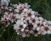 flor-leptospernum-arbusto (19)