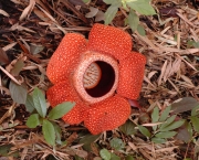 Flor Rafflesia Arnoldii (1)