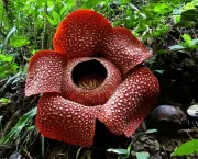 Flor Rafflesia Arnoldii (1)