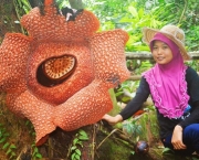 Flor Rafflesia Arnoldii (2)