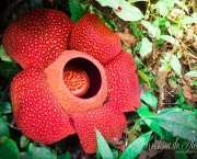 Flor Rafflesia Arnoldii (3)