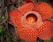 Flor Rafflesia Arnoldii (4)