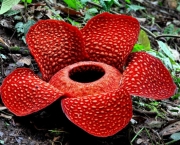 Flor Rafflesia Arnoldii (5)