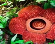 Flor Rafflesia Arnoldii (6)