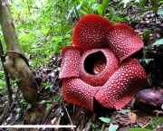 Flor Rafflesia Arnoldii (7)