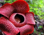 Flor Rafflesia Arnoldii (8)