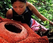 Flor Rafflesia Arnoldii (10)
