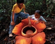 Flor Rafflesia Arnoldii (11)