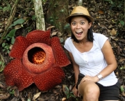 Flor Rafflesia Arnoldii (9)