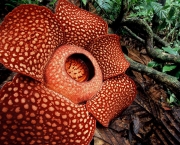 Flor Rafflesia Arnoldii (12)