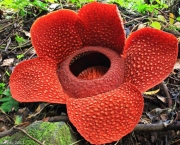 Flor Rafflesia Arnoldii (13)