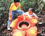 Flor Rafflesia Arnoldii (14)