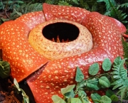 Flor Rafflesia Arnoldii (15)