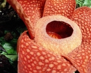Flor Rafflesia Arnoldii (16)