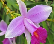 Flores Arundina (2)
