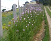 Flores Arundina (9)