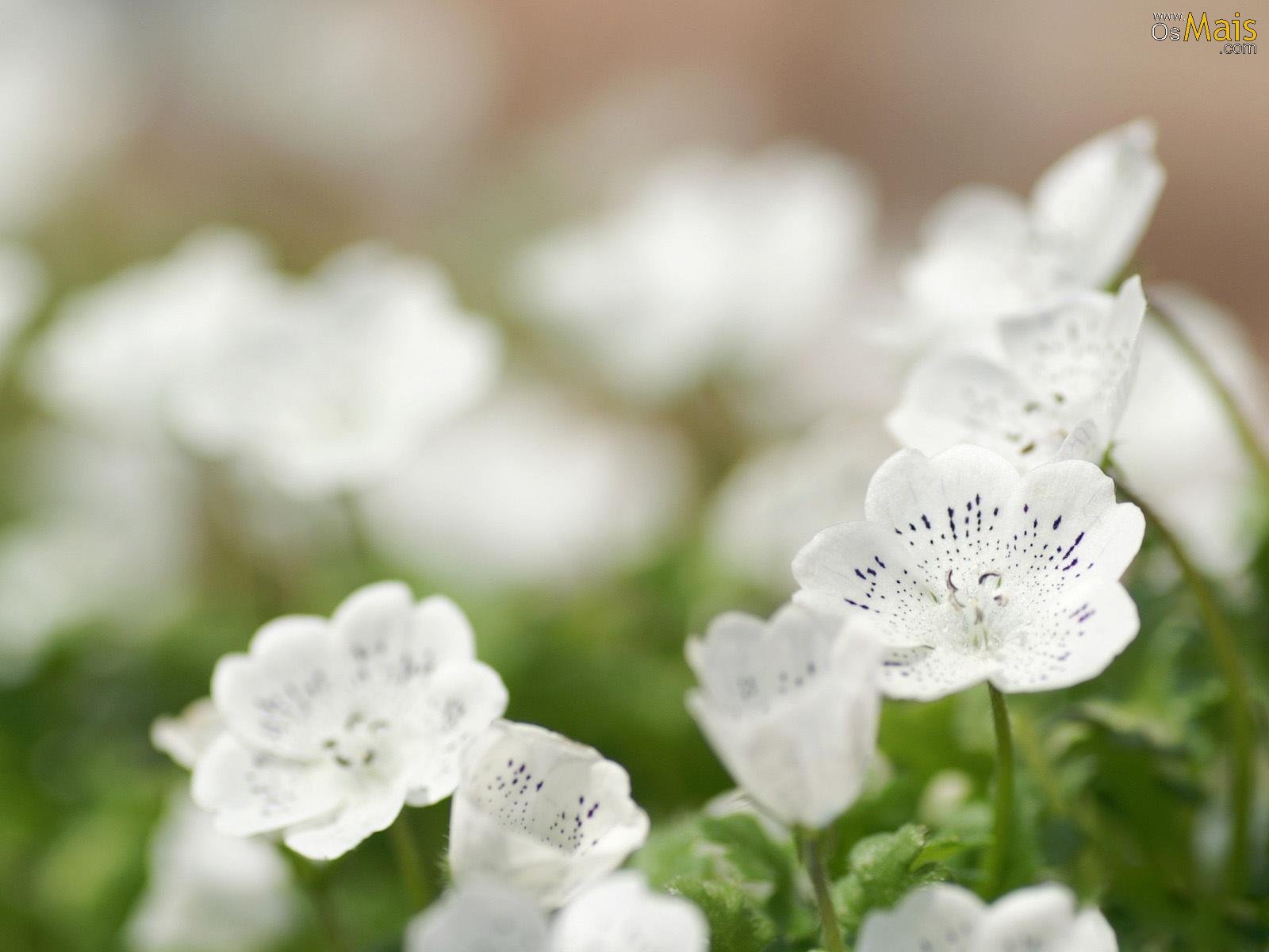 Resultado de imagem para imagens flores brancas