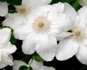 flores-brancas-5