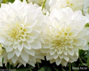 flores-brancas-8
