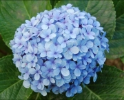 Flores Do Japão (12)