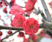 Flores Do Japão (15)