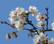 Flores Do Japão (16)