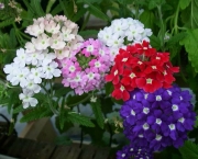 multiflora fernandopolis, verbena, flores coloridas o ano todo, como cuidar, onde plantar, jardineiras, vasos, floreiras.jpg