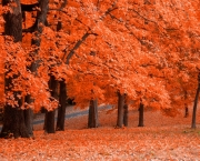 outono-laranja_4322_1024x768