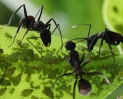 como-eliminar-as-formigas-das-plantas-1.jpg