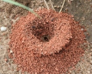 Formigas-no-jardim-3.jpg