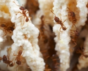 Formigas-cultivam-fungo-em-jardim-subterrâneo-e-dependem-dele-para-viver.jpg
