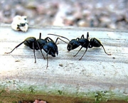 remedios-caseiros-para-eliminar-formigas-e-baratas-2.jpg