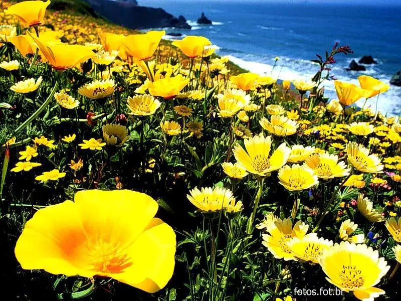 Resultado de imagem para imagens flores amarelas do campo