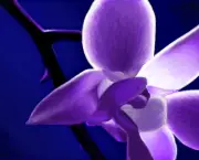 Flores Orquideas (1)
