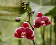 Flores Orquideas (2)