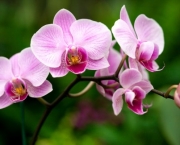 Flores Orquideas (3)