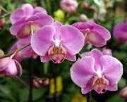 Flores Orquideas (4)