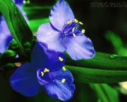 Flores Orquideas (5)