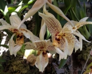 Flores Orquideas (6)