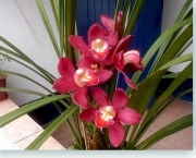 Flores Orquideas (7)