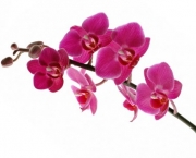 Flores Orquideas (8)