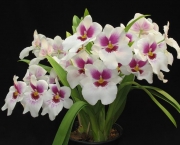 Flores Orquideas (11)
