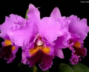 Flores Orquideas (9)