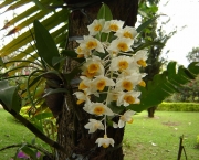 Flores Orquideas (15)
