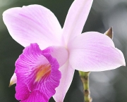 Flores Orquideas (16)