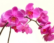 Flores Orquideas (17)