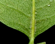 Fraxinus Angustifolia Vahl (4)