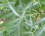 Fraxinus Angustifolia Vahl (8)
