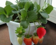200pcs-big-giant-red-fruit-strawberry-seeds-DIY-Garden-fruit-seeds-balcony-seed-potted-plants-garden_350x350