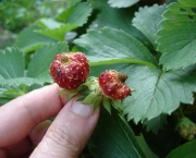 Deformed strawberry fruit.JPG
